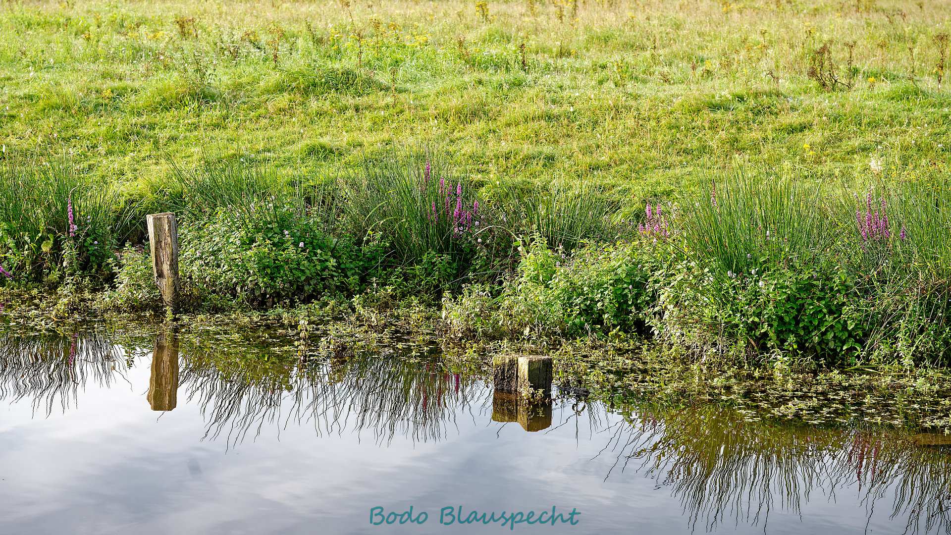 Pflanzen   Steveraue   2023.08.14 08.23 64 HD